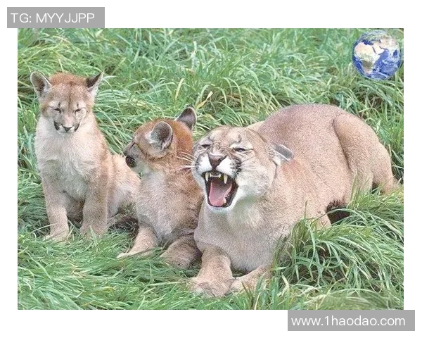 美洲狮与老虎大学的精彩对决探秘猎豹之王的校园传奇